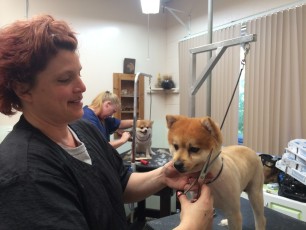 POMERANIAN CLIPPER CUT 1