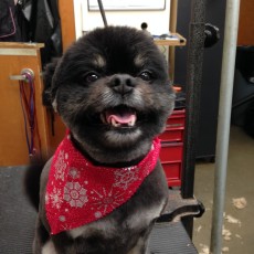 POMERANIAN CLIPPER CUT 2