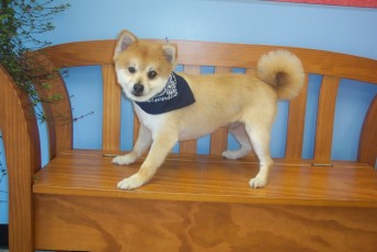 POMERANIAN CLIPPER CUT 3