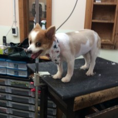 POMERANIAN CLIPPER CUT 4