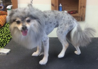 POMERANIAN CLIPPER CUT WITH LION HEAD 1