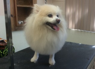 POMERANIAN CLIPPER CUT WITH LION HEAD 2