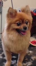 POMERANIAN FEATHER TRIM 1