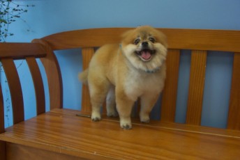 POMERANIAN FEATHER TRIM 2