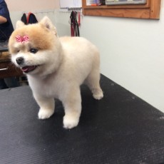 POMERANIAN PUPPY CUT 1