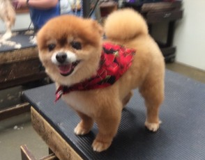 POMERANIAN PUPPY CUT 2