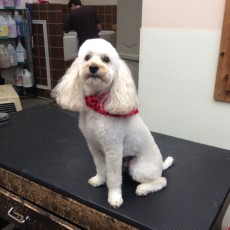POODLE (MINI) PERSONALITY CLIP 1