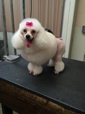 POODLE (MINI) CONTINENTAL CLIP