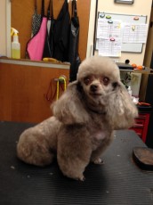 POODLE (MINI) KENNEL CLIP 1