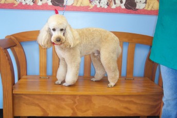POODLE (MINI) KENNEL CLIP 2
