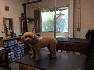 POODLE (MINI) KENNEL CLIP WITH A BEARD AND NATURAL FEET