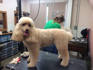 POODLE (MINI) KENNEL CLIP WITH NATURAL FEET 1