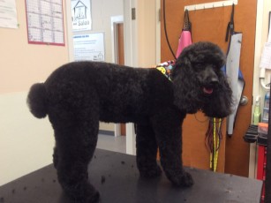 POODLE (MINI) KENNEL CLIP WITH NATURAL FEET 2