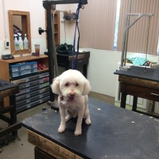 POODLE (MINI) PERSONALITY CLIP 2