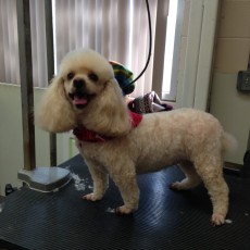 POODLE (MINI) UTILITY WITH CLEAN FEET 1