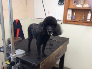 POODLE (MINI) UTILITY WITH CLEAN FEET 2