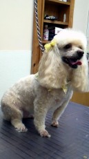 POODLE (MINI) UTILITY WITH CLEAN FEET 4