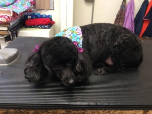 POODLE (MINI) UTILITY WITH CLEAN FEET 6