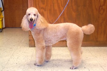 POODLE (STD) KENNEL CLIP 1