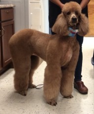 POODLE (STD) KENNEL CLIP 2