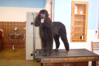 POODLE (STD) KENNEL CLIP 3