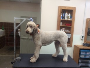 POODLE (STD) PUPPY CUT WITH NATURAL FEET
