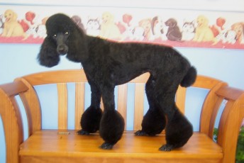 POODLE (STD) SUMMER CUT 1