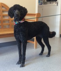 POODLE (STD) UTILITY WITH CLEAN FEET 2