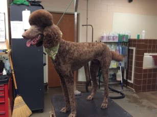 POODLE (STD) UTILITY WITH CLEAN FEET 5