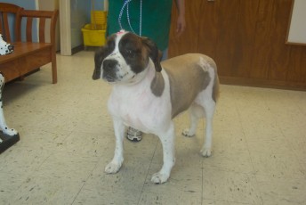 SAINT BERNARD CLIPPER CUT