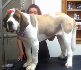 SAINT BERNARD CLIPPER CUT (2) AFTER