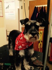 SCHNAUZER BREED GROOM 1