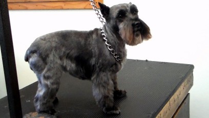 SCHNAUZER BREED GROOM 2