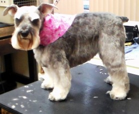SCHNAUZER BREED GROOM 3