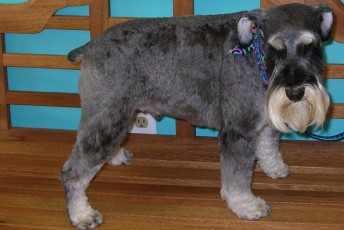 SCHNAUZER BREED GROOM 4