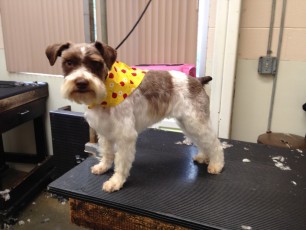 SCHNAUZER BREED GROOM 5