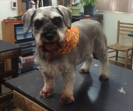 SCHNAUZER BREED GROOM 6