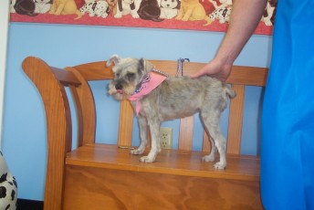 SCHNAUZER CLIPPER CUT 1