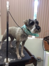 SCHNAUZER CLIPPER CUT 2
