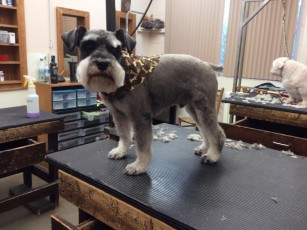 SCHNAUZER SHORT BREED GROOM 1