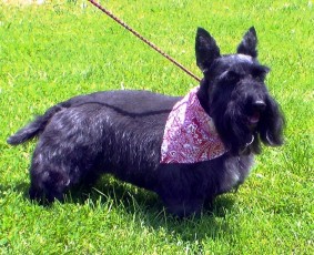 SCOTTISH TERRIER BREED GROOM 1
