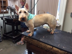 SCOTTISH TERRIER CLIPPER CUT 1