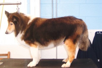 SHELTIE FEATHER TRIM 1