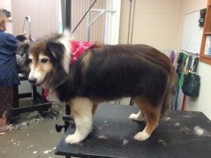 SHELTIE FEATHER TRIM 2