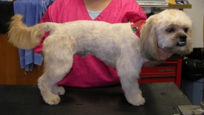 SHIH TZU BENJI CUT 1