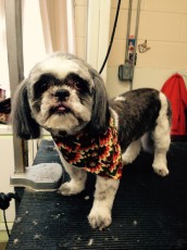 SHIH TZU CLIPPER CUT 1