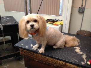SHIH TZU CLIPPER CUT 2