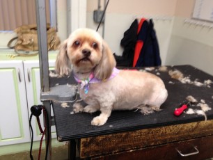 SHIH TZU CLIPPER CUT 3