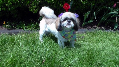 SHIH TZU CLIPPER CUT 4