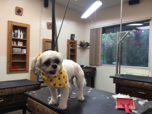 SHIH TZU CLIPPER CUT 5